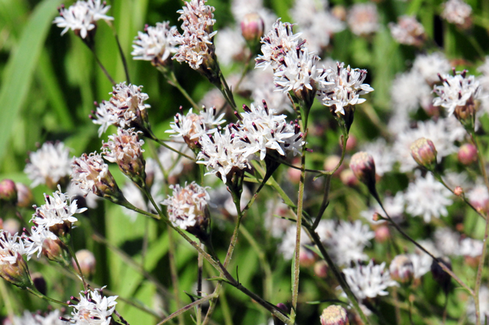 Wright’s Thimblehead flowers bloom from June to November if there is sufficient moisture from the summer monsoons. Hymenothrix wrightiiWright’s Thimblehead flowers bloom from June to November if there is sufficient moisture from the summer monsoons. Hymenothrix wrightii